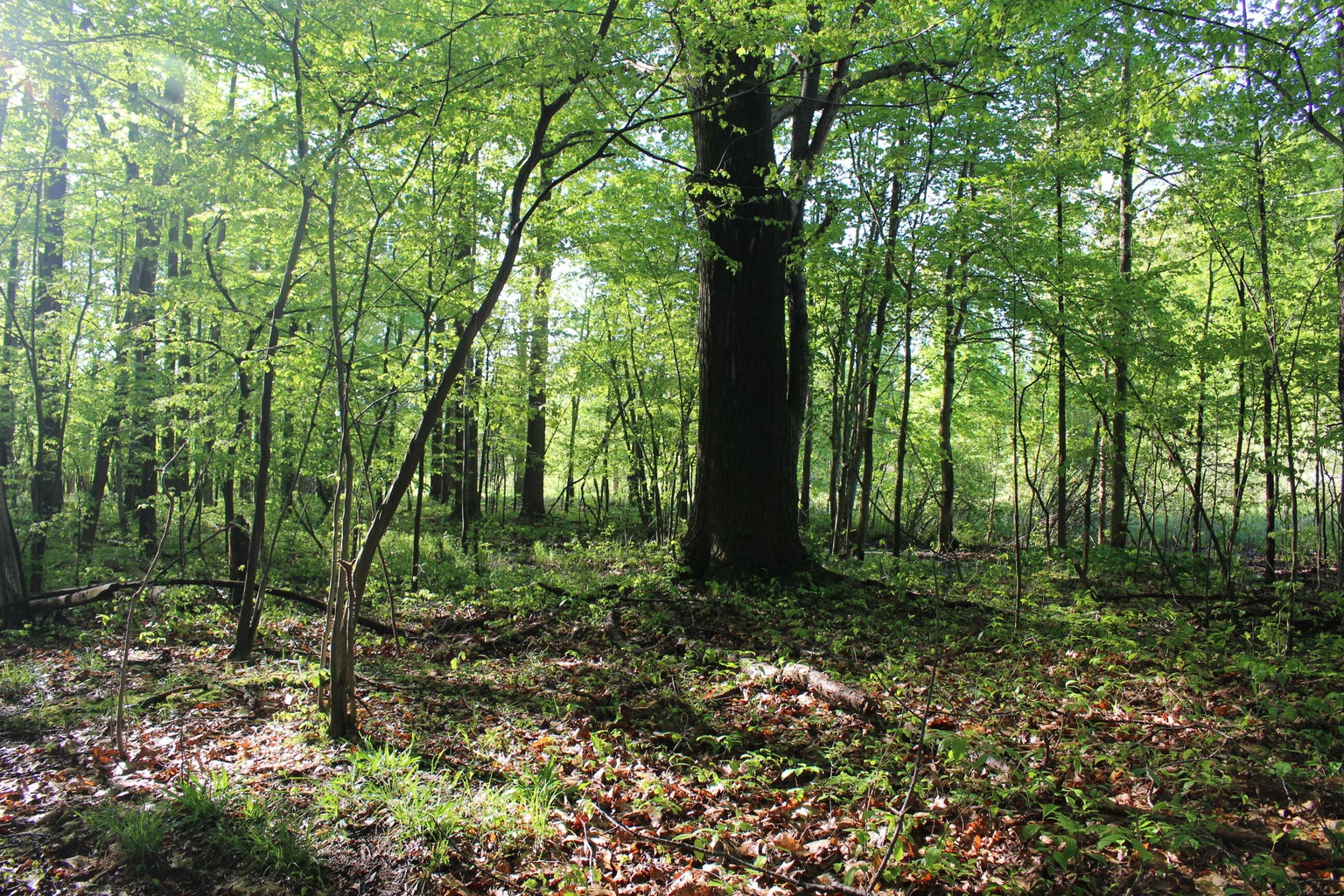 large tree in open woods